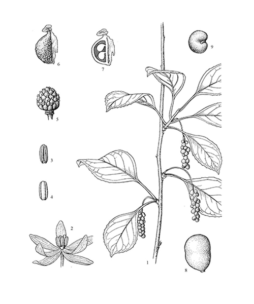 Natural compounds from  Schisandra chinensis
